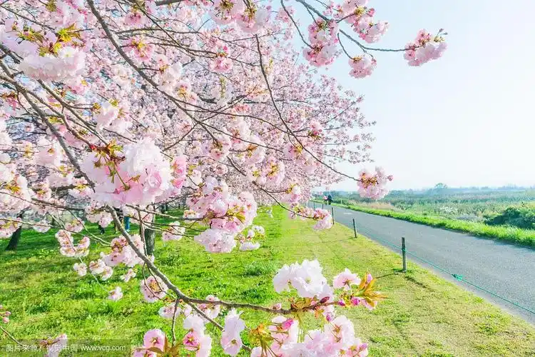 春天,美丽的樱花树或樱花盛开在乡间小路旁.