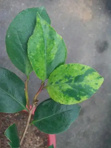 茶花叶片出现黄斑是怎么回事?