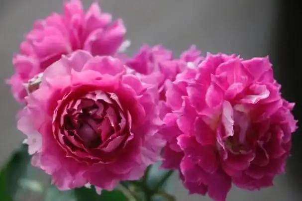 超高颜值的10大名贵月季花,你看过几种?