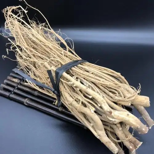 野生虎尾轮梅州客家石参根黄瓜参猫尾射炖鸡炖大骨煲汤中药材新货