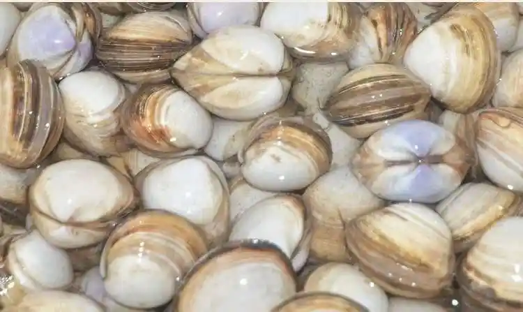 白蛤蜊鲜活白贝连云港特产海鲜水产贝类白蛤蛤蜊肉蚬子海蛤蜊 腾旺纳