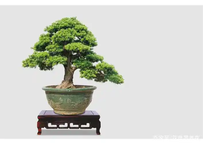 小型罗汉松造型盆景 - 2020年最新商品信息聚合专区 - 百度爱采购