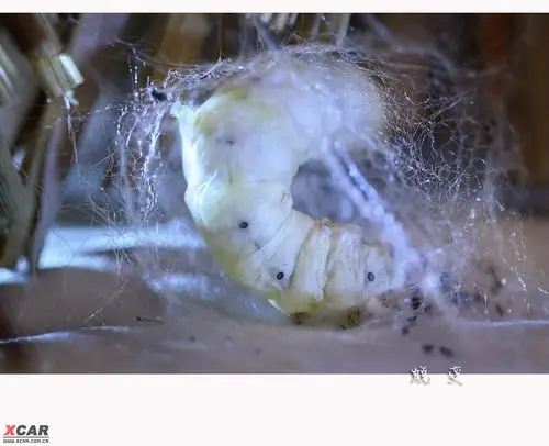 小铅笔套养的新潮宠物--蚕宝宝开始吐丝了