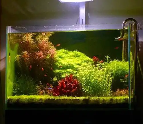 征集下604545缸,荷兰景风格草缸