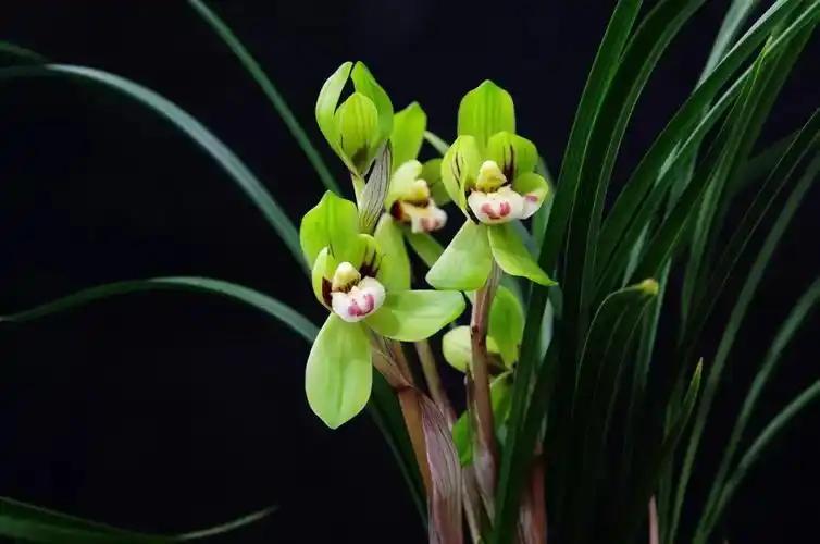 写美篇介绍下1o种珍贵的兰花品种,你认识几个?尤其最它一科价值百 !!