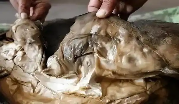 回顾太岁究竟是啥东西中国科学家精密仪器揭示太岁之谜