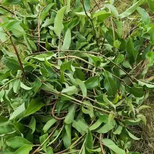 新鲜鸡屎藤野生臭屁鸡矢藤现采通气藤500g煲汤料牛皮冻宝宝中草药