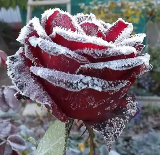 冰雪中的铿锵玫瑰美醉了