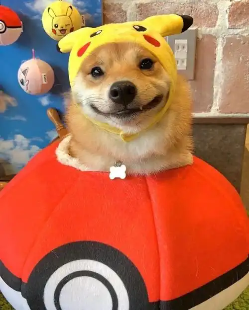 只要看到美食就很开心!超爱笑柴犬uni萌照欣赏