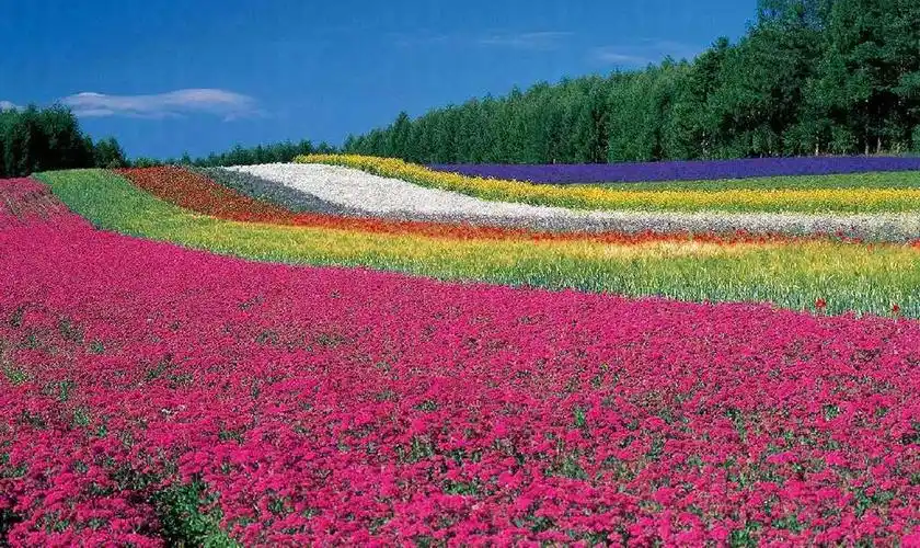 世界上10大最美的花海,绚丽多彩