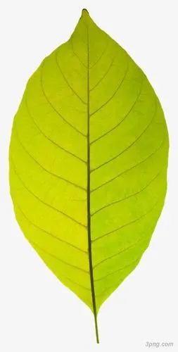 一片绿叶png素材透明免抠图片-卡通手绘