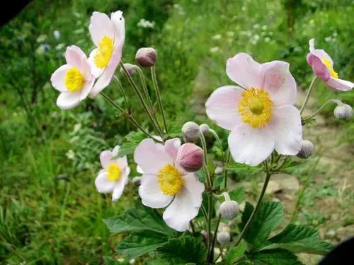 山上的野花 - 蒲公英 - 蒲公英