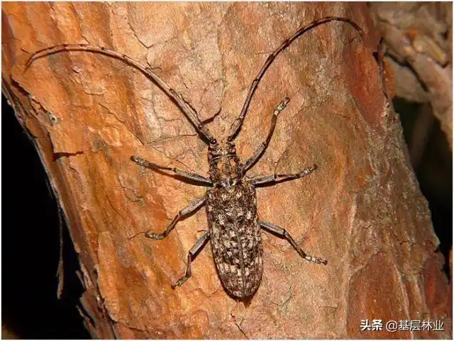 无足无翅长度仅为一毫米的蠕虫形松材线虫是如何实现快速传播的