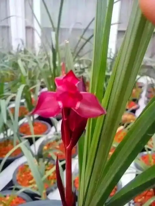 价值十多万一苗的春剑顶尖红花:东方红