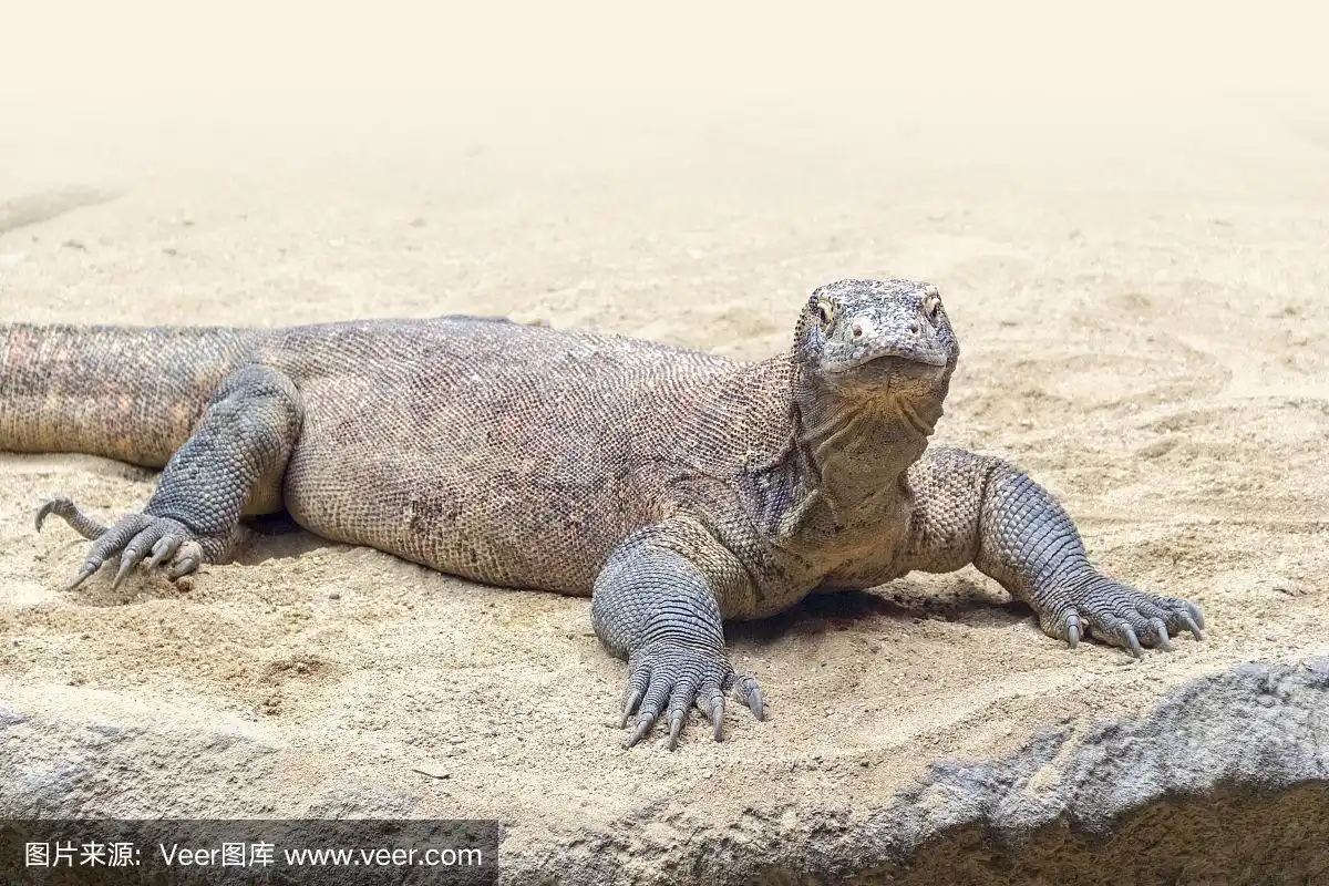 科莫多巨蜥,沙漠,自然,野生动物,图像