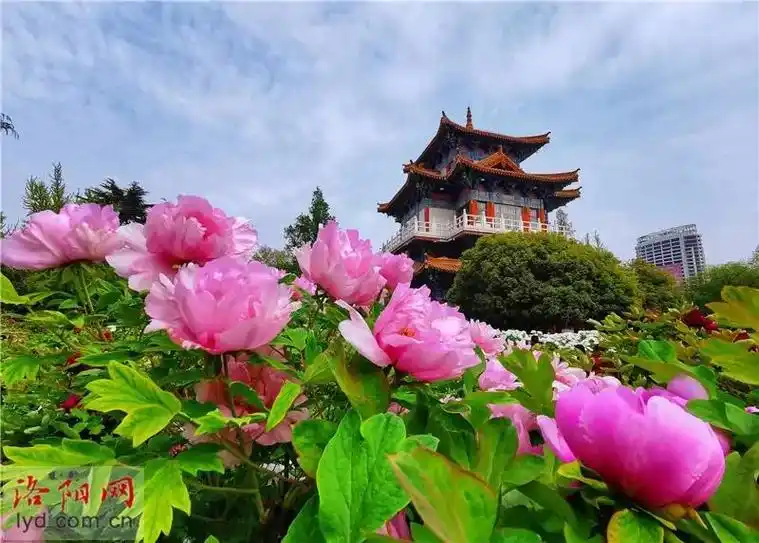 【洛阳王城公园61洛阳牡丹花会】"唯有牡丹真国色,花开时节动京