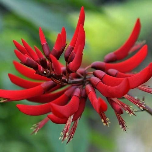 龙牙花树苗象牙花庭院楼顶珊瑚刺桐南北方容易移栽花卉树苗象牙红