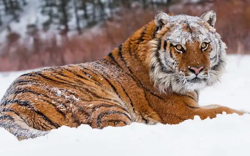 【原创 自制】模特东北虎:虎界颜值谁为峰 一见本王皆成空