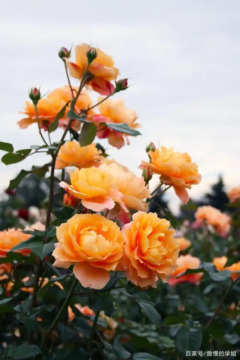 鲜花盛开高清壁纸