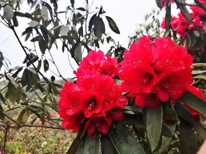 岭上开遍映山红 - 美篇