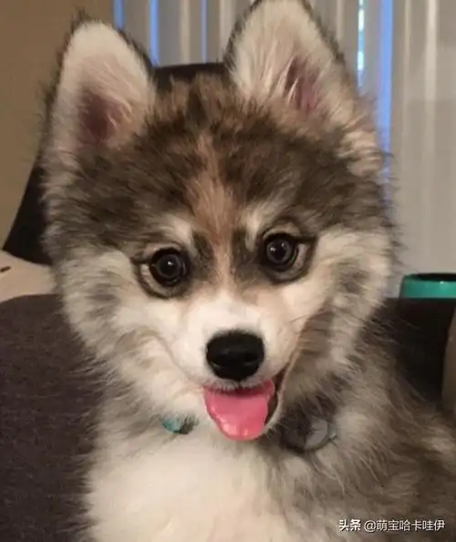 博美混血儿超像狐狸,一看眼神就笑了:爸爸是它没错了