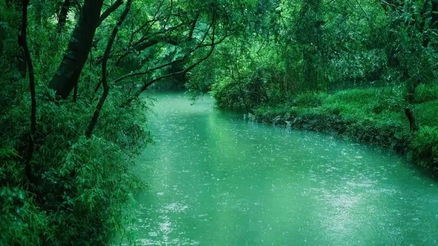 等一场绿色的雨,高清壁纸,风景图片-回车桌面