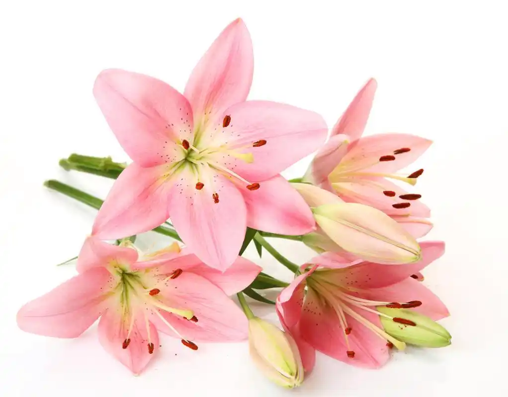 粉色百合,粉色百合