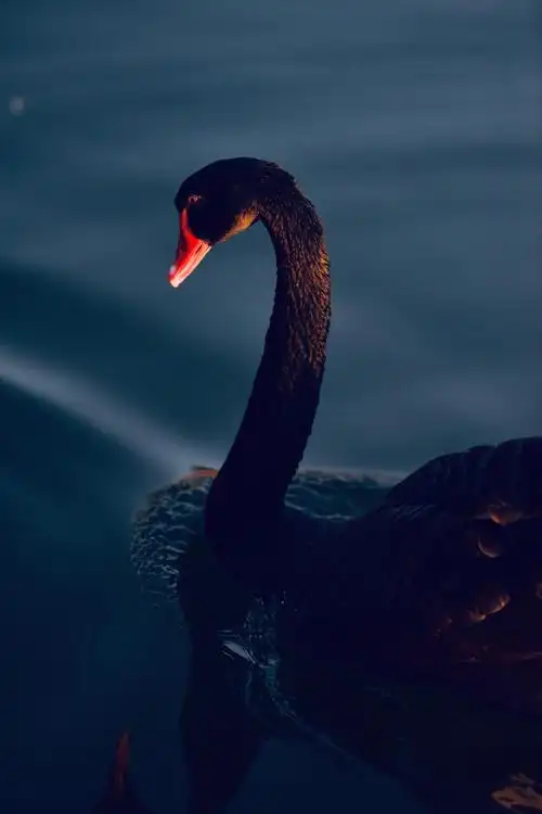 黑天鹅 挈子携妻荡碧波(二)