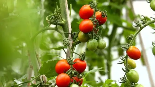 西红柿小西红柿番茄农作物农业_1920x1080_高清视频素材下载(编号:263