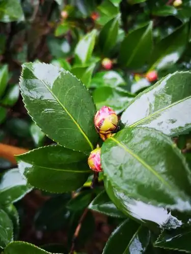 茶花花苞(花蕾)