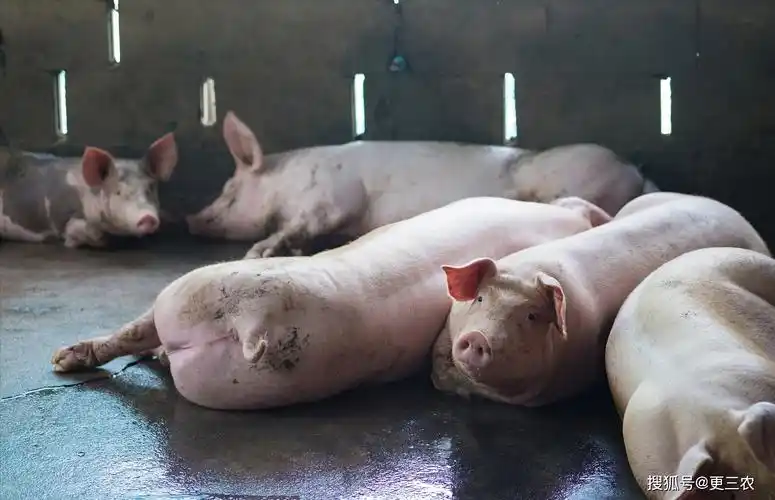 壁纸 动物 海洋动物 猪 桌面 2017_1301