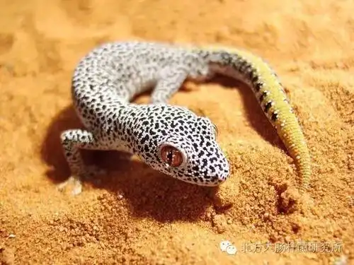 来自澳洲的土豪金尾巴守宫,金尾守宫饲养繁殖介绍