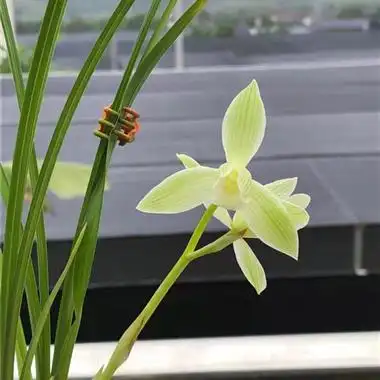 莲瓣兰雪人3苗1花苞带1芽