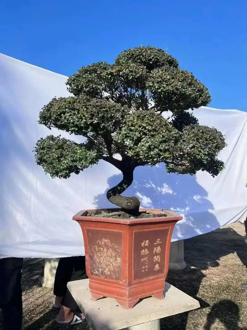 黑骨茶是小叶紫檀嘛?不是,前四图为小叶紫檀,后四图为黑骨茶  - 抖音