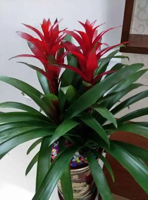 室内养十种花最好旺财图片,6种人间富贵花,家里养一盆,吉祥如意又招财