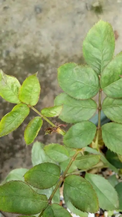 月季无缘无故的焦叶是怎么回事?