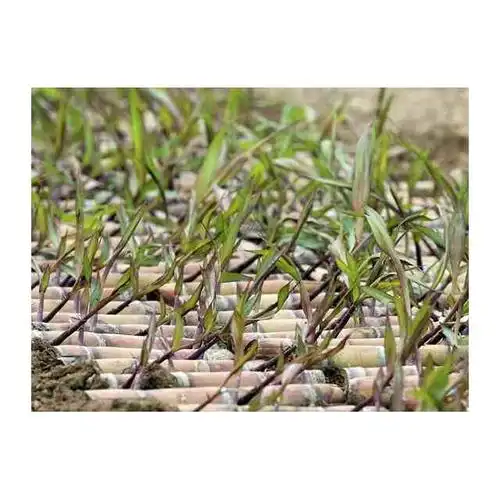 潍坊市好的甘蔗种子产地_直销报道网-行业新闻门户网站