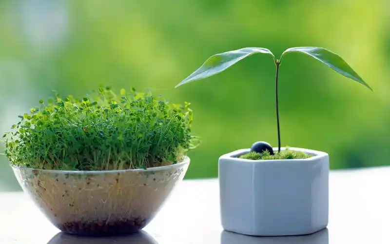 绿色护眼小清新植物嫩芽图片桌面壁纸