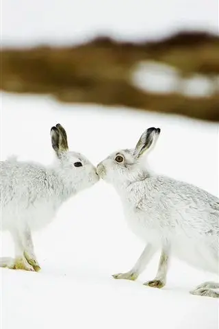 两只兔子在雪地里吻