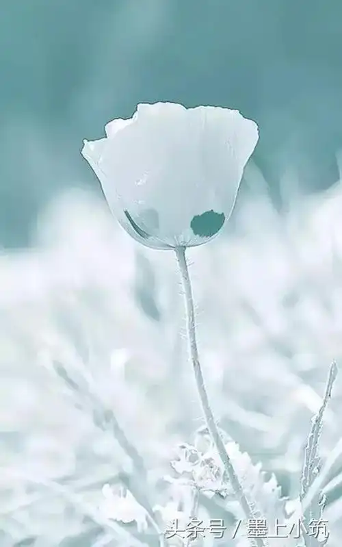 淡然随心说说句子鉴赏总有你喜欢的