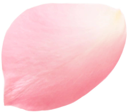 粉色花瓣装饰图案