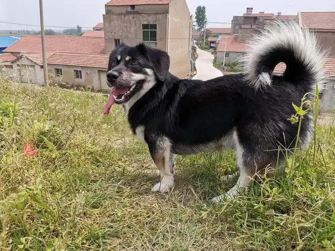 我家也有只四眼小土狗