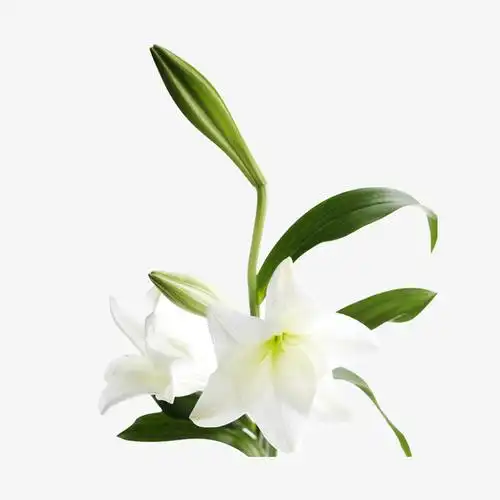 对象暂无授权使用范围仅供学习交流使用psdpng简约小清新植物百合花