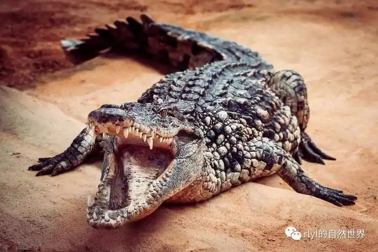 让你养出你想养出的帅鳄鱼——尼罗鳄专篇!