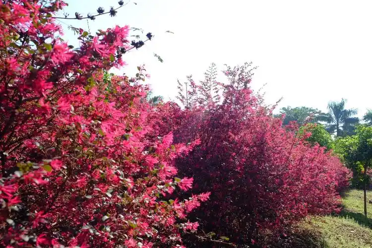 东莞饶丰都市农场植树节体验种树