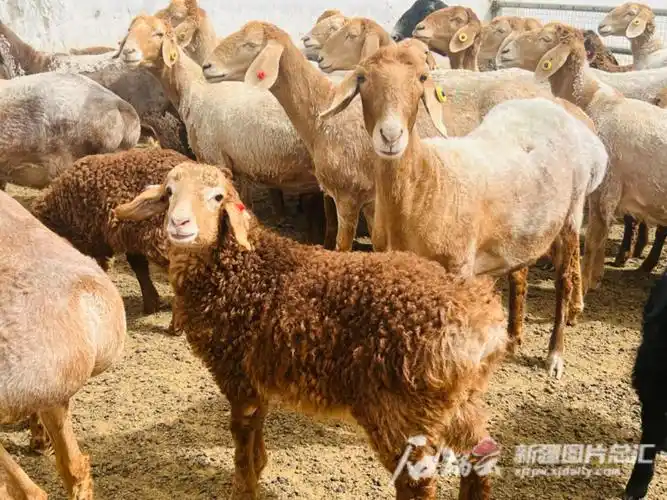 多浪羊之后,新疆新发现的又一个具有良好多胎性状的新疆地方绵羊品种