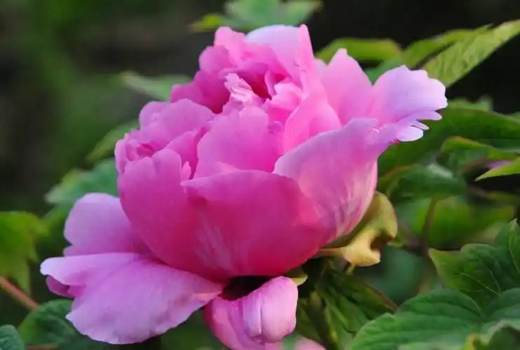 牡丹花语大全,各种颜色牡丹花语大全介绍