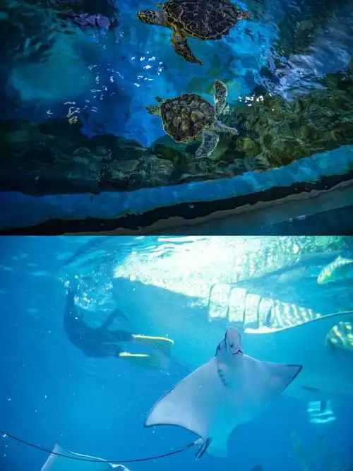 烟台海昌鲸鲨海洋公园游玩攻略!