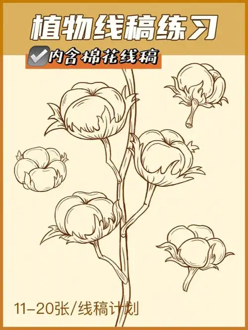插画教程线稿练习20张计划1120棉花