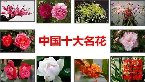 中国十大名花你知道几种?